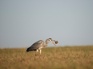 Graureiher (Ardea cinerea) bei der Mäusejagd