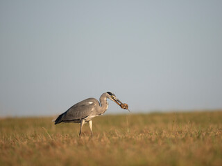 Graureiher (Ardea cinerea) bei der Mäusejagd