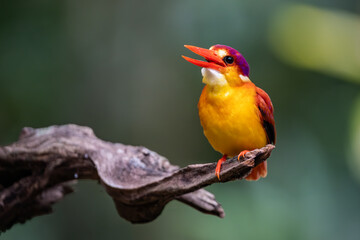 Rufous Backed Kingfisher perch open eye level 
