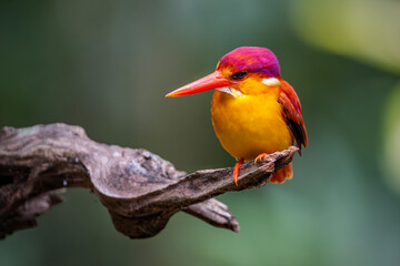 Rufous Backed Kingfisher perch open eye level 