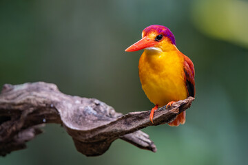 Rufous Backed Kingfisher perch open eye level 