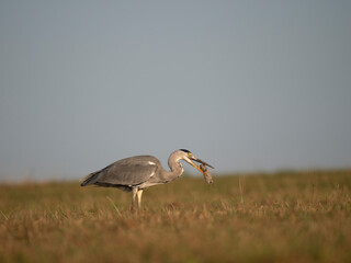 Graureiher (Ardea cinerea) bei der Mäusejagd