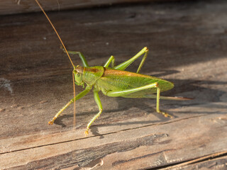 green grasshopper close up