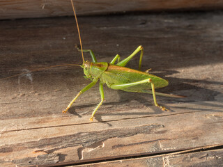 grasshopper on wood closeup