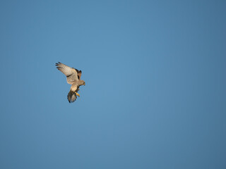 Turmfalke (Falco tinnunculus)