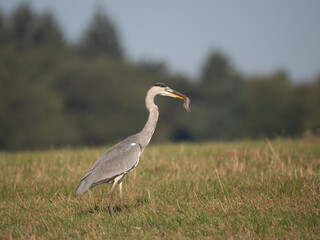 Obraz premium Graureiher (Ardea cinerea) bei der Mäusejagd