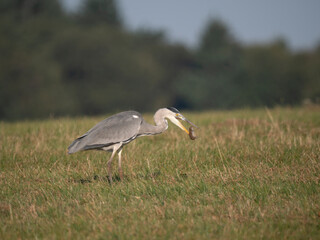 Graureiher (Ardea cinerea) bei der Mäusejagd