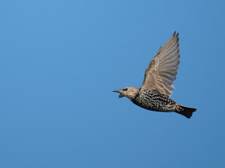 Obraz premium Star (Sturnus vulgaris)