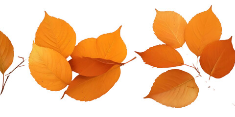 Obraz premium Orange autumn leaves with a Transparent Background