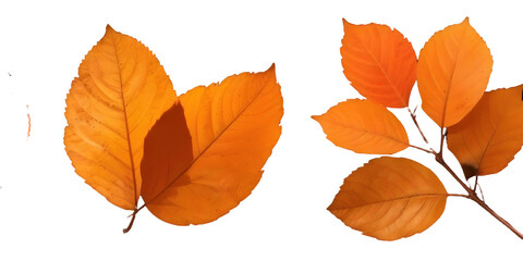 Obraz premium Orange autumn leaves with a Transparent Background