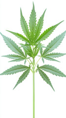 A large green marijuana plant with a long stem