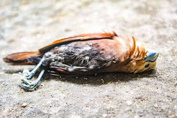 close-up of a dead wild sparrow lying on the asphalt