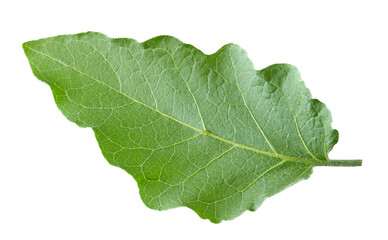 eggplant leaf isolated on white background. clipping path