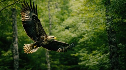 Obraz premium Majestic Bald Eagle Soaring Through Lush Green Forest