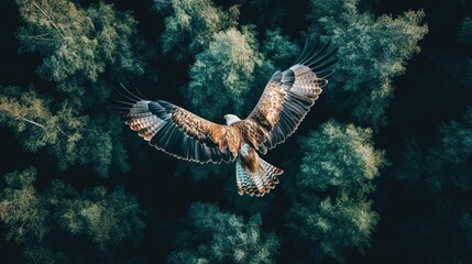 Naklejka premium Bird Soaring Through Trees with Wings Spread Wide and Sunlight