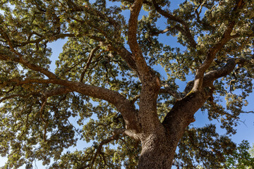 Quercus ilex. Holm oak or kermes oak. Tree with the trunk and branches with leaves seen from below.