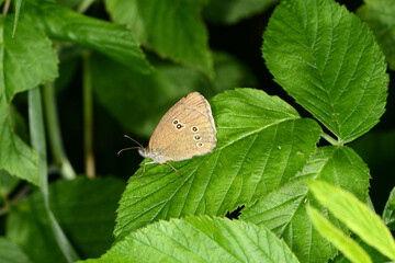 Brauner Waldvogel,  Aphantopus hyperantus