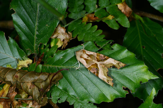 Falter, Achateule, Phlogophora meticulosa