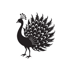 Silhouette peacock with asymmetrical plumage