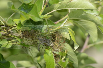 Apfel-Gespinstmotte, Yponomeuta malinellus