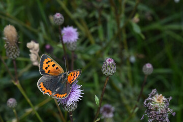 Blauschillernde Feuerfalter,  Lycaena helle