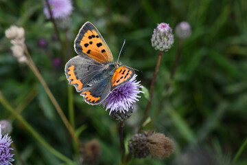 Blauschillernde Feuerfalter,  Lycaena helle