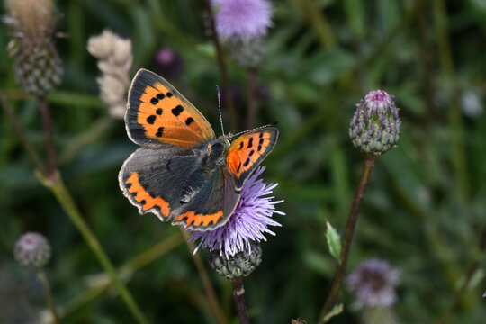 Blauschillernde Feuerfalter,  Lycaena helle