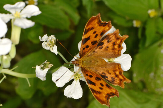 C-Falter,  Polygonia c-album, Syn.: Nymphalis c-album