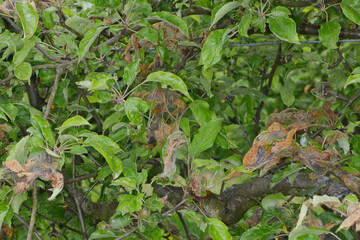 Apfel-Gespinstmotte, Yponomeuta malinellus