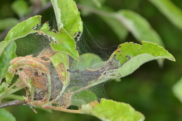 Apfel-Gespinstmotte, Yponomeuta malinellus