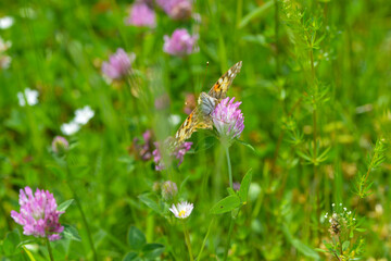  Distelfalter, Vanessa cardui