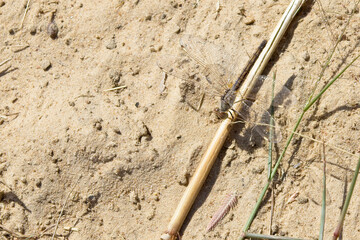 Banded Duskdarter dragonfly, (Parazyxomma flavicans), perched on the ground, Tendaba, Gambia.
