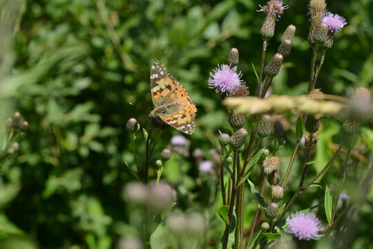  Distelfalter, Vanessa cardui