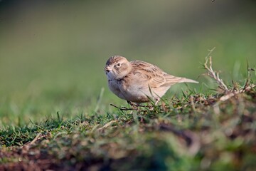 Greater Short-toed Lark, (Calandrella brachydactyla), a rare visitor in the short coastal grass in Cornwall, UK. A low angle shot.