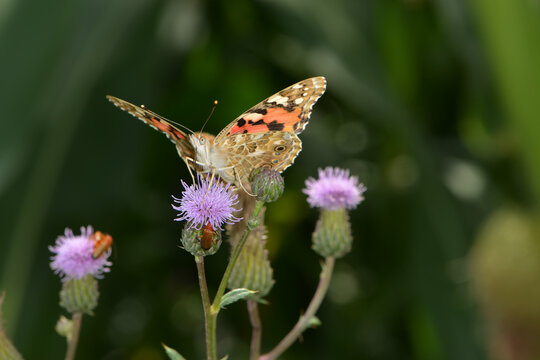 Distelfalter, Vanessa cardui