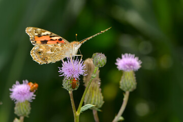  Distelfalter, Vanessa cardui