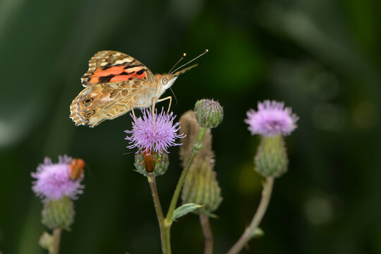  Distelfalter, Vanessa cardui
