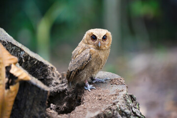 celepuk jawa or javan scops owl (Otus angelineae) perched on tree branch in the forst during the day