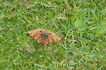 Braune Tageule,  Euclidia glyphica