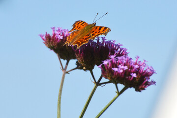 C-Falter,  Polygonia c-album, Syn.: Nymphalis c-album