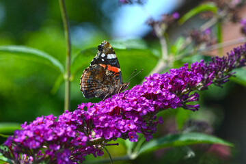 Admiral,  Vanessa atalanta
