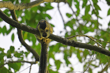 Fototapeta premium Grizzled giant squirrel.