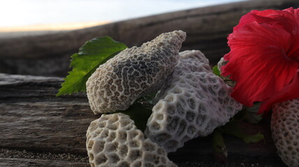 Dead coral and flowers on the beach on wood. Texture background