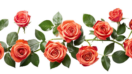 Roses floral with leaves isolated on transparent background, png