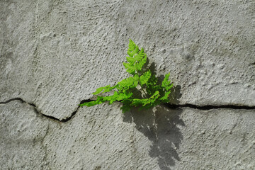 young sprout breaks through a crack in concrete. young green power concept