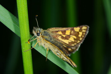 Gelbwürfelige Dickkopffalter,  Carterocephalus palaemon