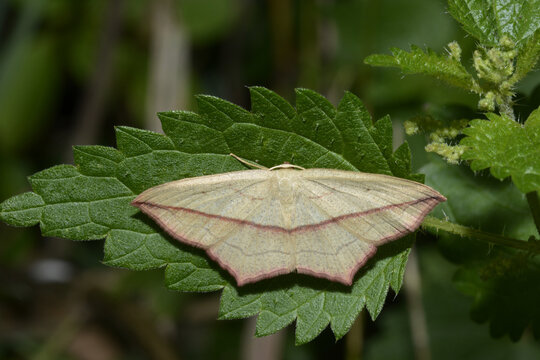 Ampferspanner, Timandra comae