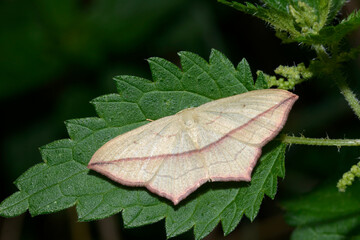 Ampferspanner, Timandra comae