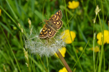 Gelbwürfelige Dickkopffalter,  Carterocephalus palaemon