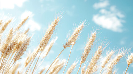 Fototapeta premium A field of wheat is blowing in the wind on a sunny day